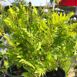 Osmunda regalis