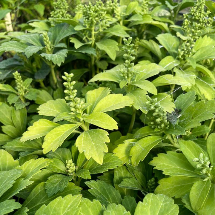 Pachysandra terminalis