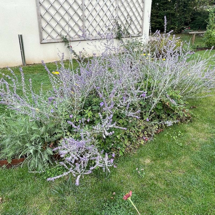 Perovskia atriplicifolia Blue Spire