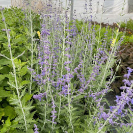 Perovskia atriplicifolia Blue Spire