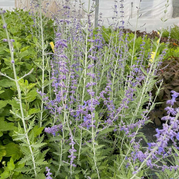 Perovskia atriplicifolia Blue Spire