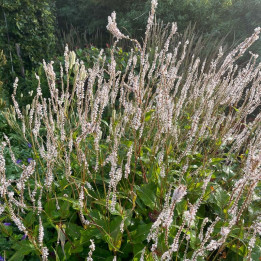 Persicaria amplexicaulis Alba