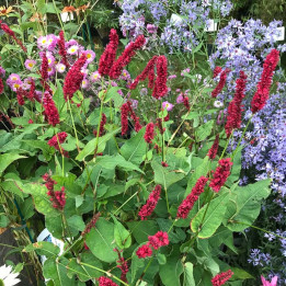 Persicaria amplexicaulis Blackfield