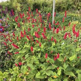 Persicaria amplexicaulis Fat Domino