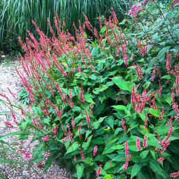 Persicaria amplexicaulis Orange Field