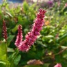 Persicaria amplexicaulis High Society