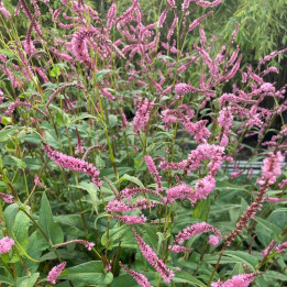 Persicaria amplexicaulis Pink Elephant