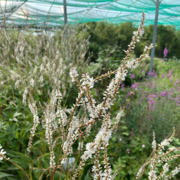 Persicaria amplexicaulis White Eastfield