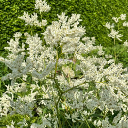 Persicaria polymorpha