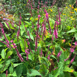 Persicaria amplexicaulis September Spires