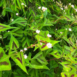 Persicaria microcephala Purple Fantasy