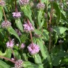 Phlomis tuberosa Amazone