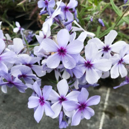 Phlox divaricata Chattahoochee