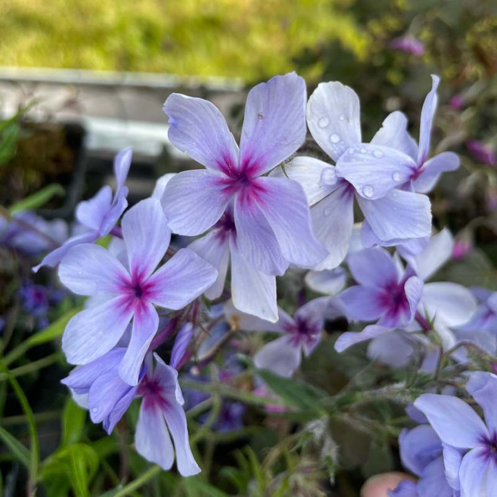 Phlox divaricata Chattahoochee