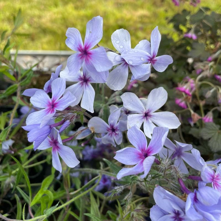 Phlox divaricata Chattahoochee
