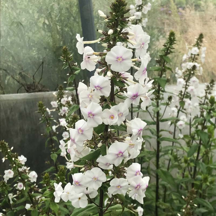 Phlox maculata Delta