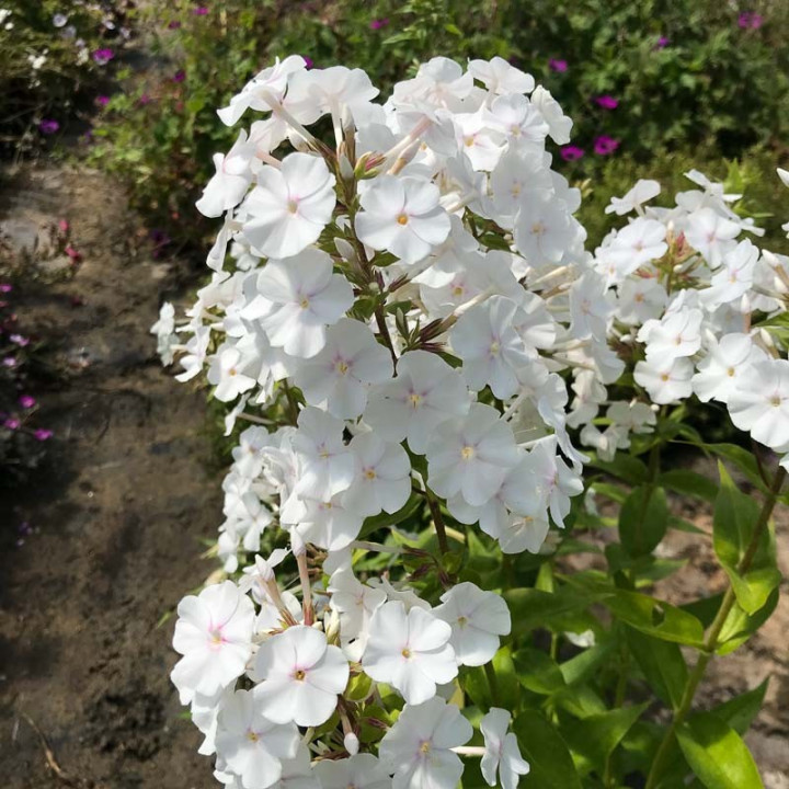 Phlox maculata Delta