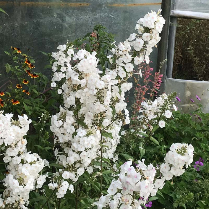 Phlox carolina Miss Lingard