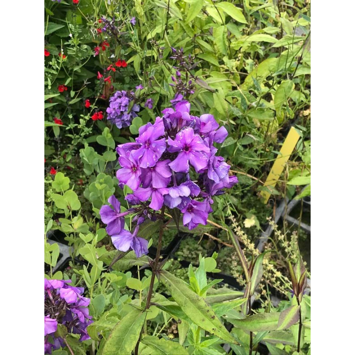 Phlox paniculata Blue Paradise