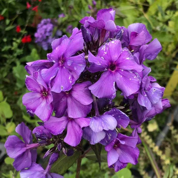 Phlox paniculata Blue Paradise