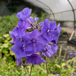Phlox paniculata Blue Paradise