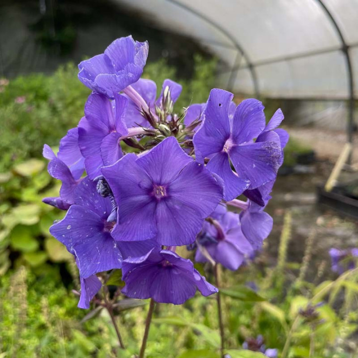 Phlox paniculata Blue Paradise