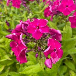 Phlox bambini Desire