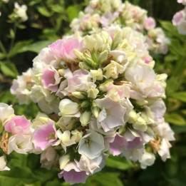 Fleur du Phlox paniculata Crème de la Crème
