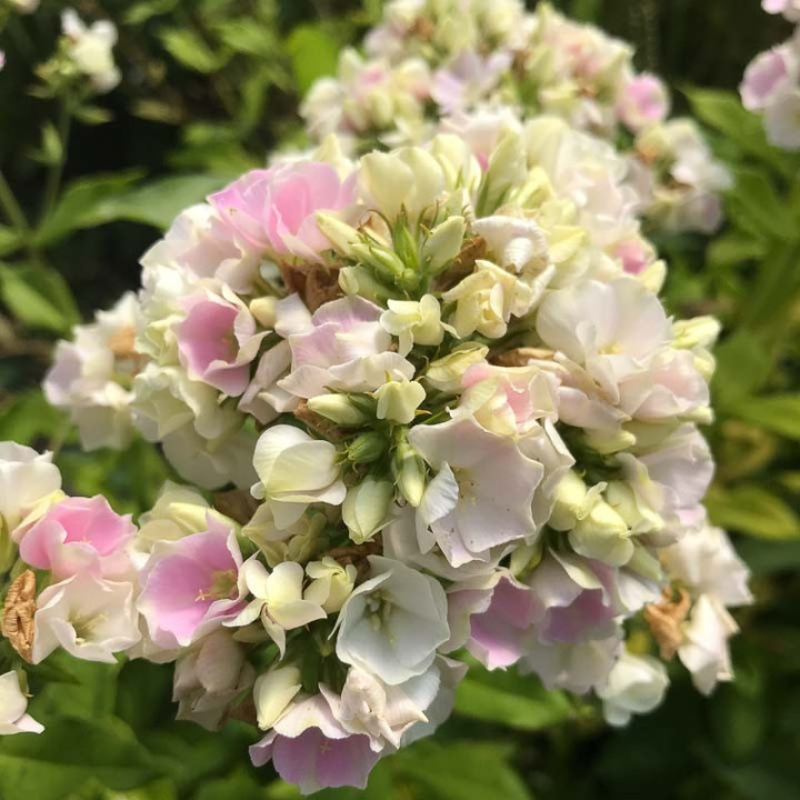 Fleur du Phlox paniculata Crème de la Crème