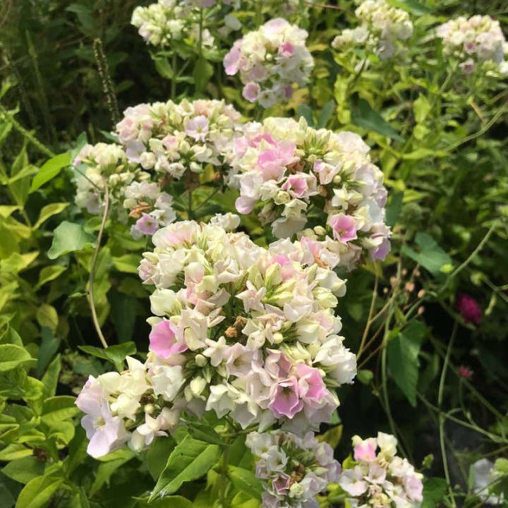 Phlox paniculata Crème de la Crème en fleurs