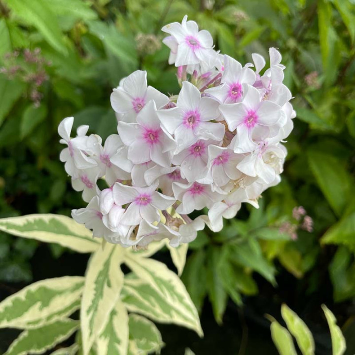 Phlox paniculata Nora Leigh