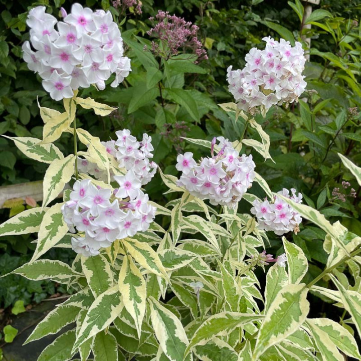 Phlox paniculata Nora Leigh