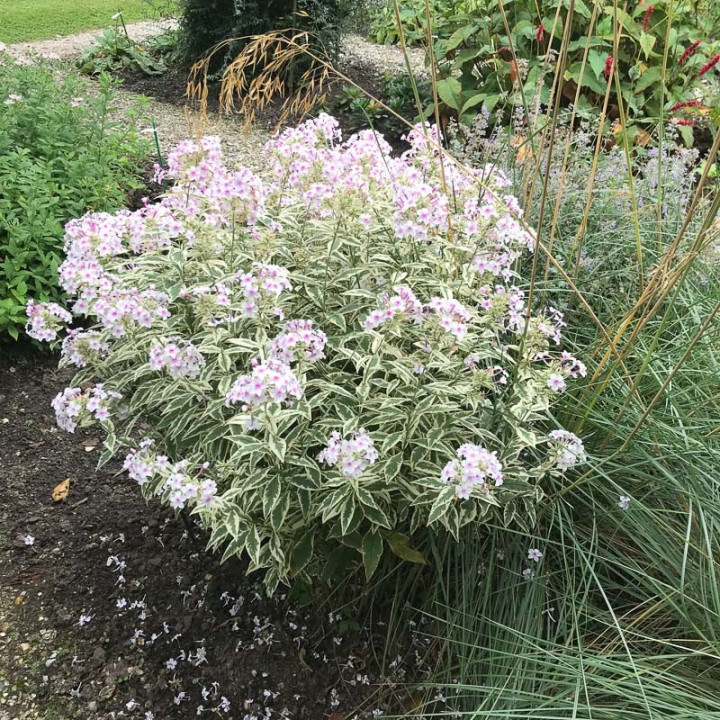 Phlox paniculata Nora Leigh