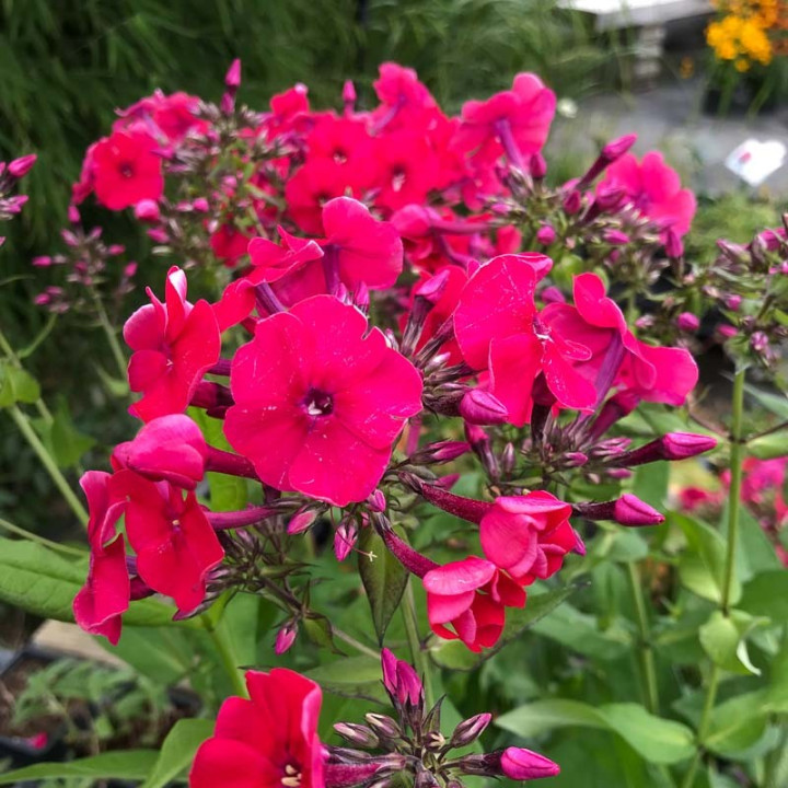 Phlox paniculata Red Riding Hood