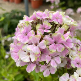 Phlox paniculata Sherbet Cocktail