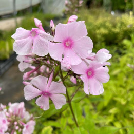 Phlox paniculata Sommer Bouquet