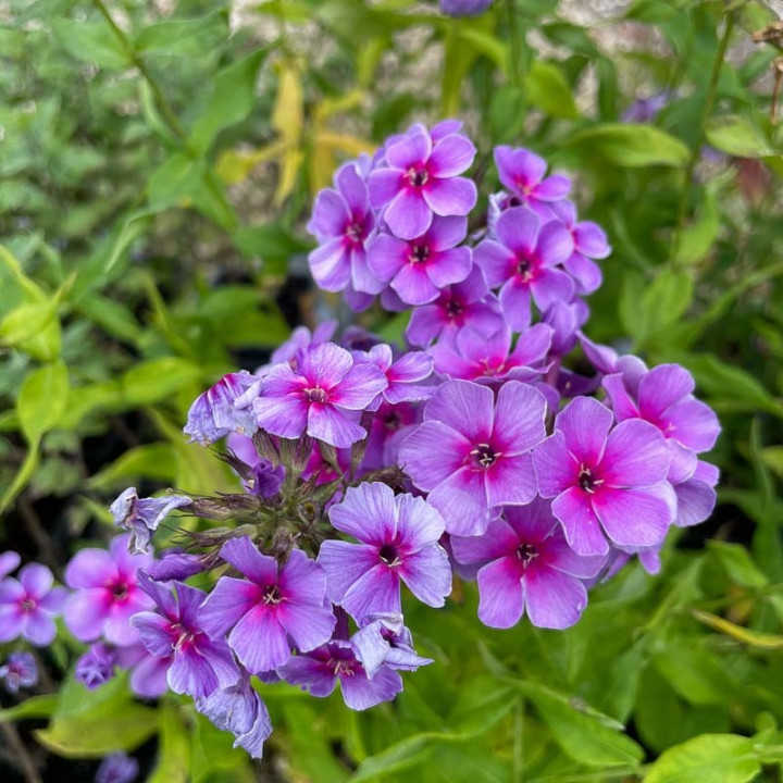 Phlox paniculata Swirly Burly