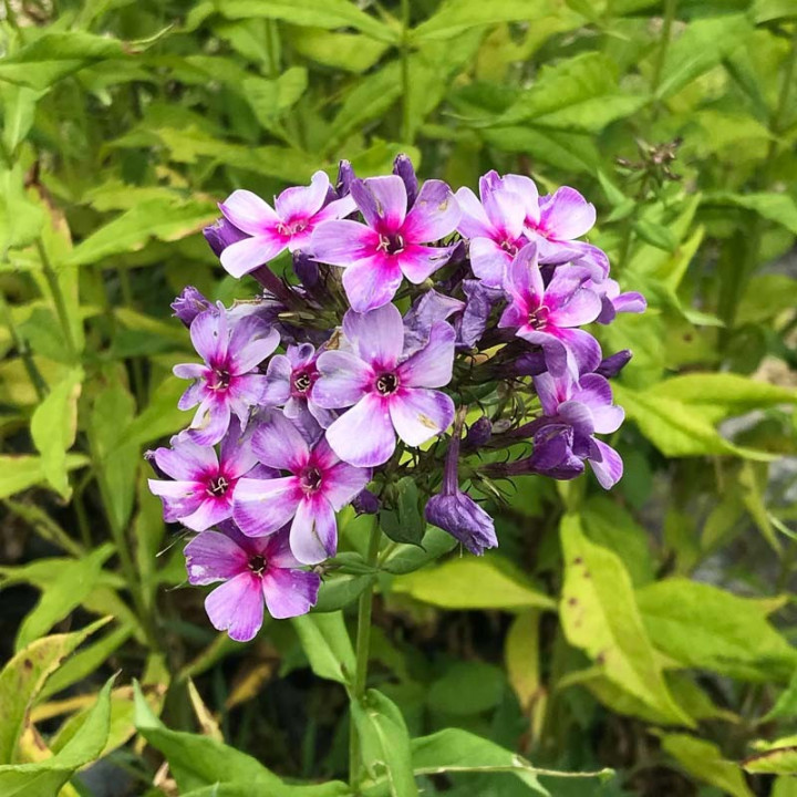 Phlox paniculata Swirly Burly