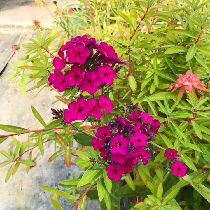 Phlox paniculata Wendy House