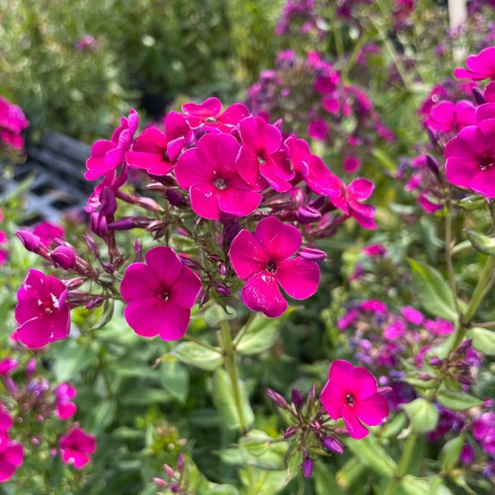 Phlox paniculata Wendy House