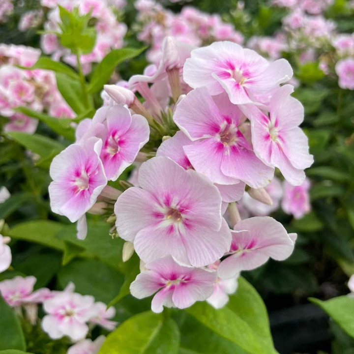 Fleur du Phlox paniculata Younique Bicolor