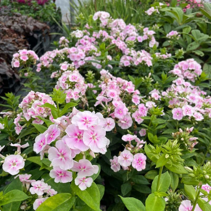 Phlox paniculata Younique Bicolor en pleine floraison