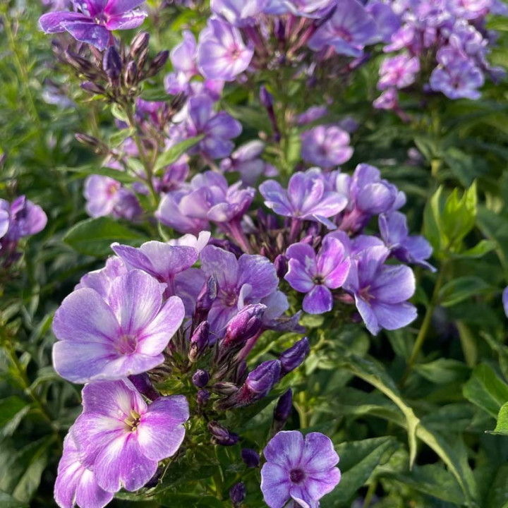 Phlox paniculata Younique Old Blue