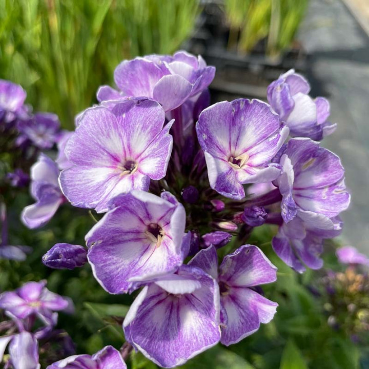 Phlox paniculata Younique Old Blue