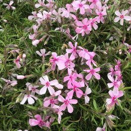 Phlox subulata Apple Blossom
