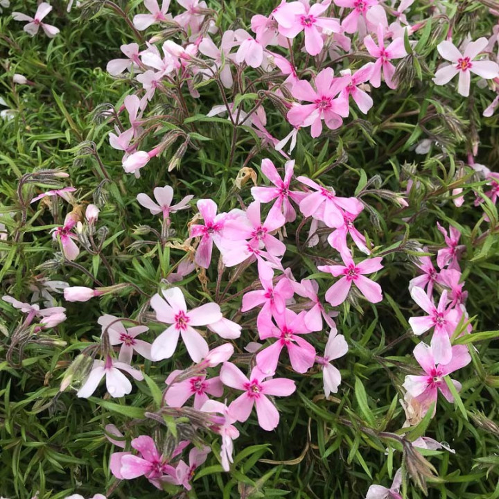 Phlox subulata Apple Blossom
