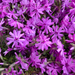 Phlox subulata Fort Hill