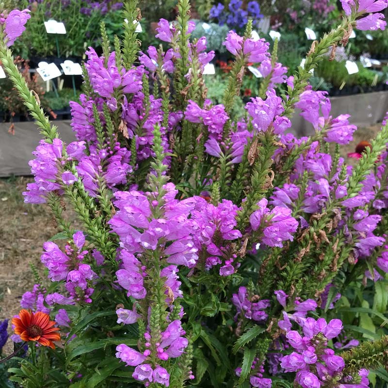 Physostegia Vivid