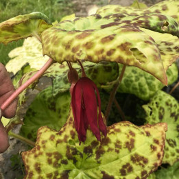 Podophyllum Spotty Dotty
