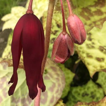 Podophyllum Spotty Dotty